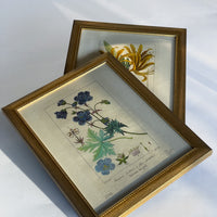 Gold Framed Botanical Prints (Set of 6)