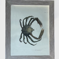 Sea Creature Prints (Set of 4)